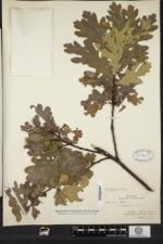 Quercus robur image