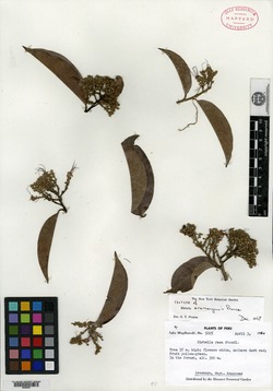 Hirtella magnifolia image