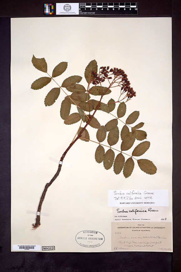 Sorbus californica image