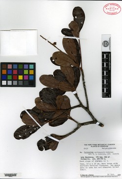 Carolus chlorocarpus image