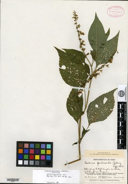 Salvia perlucida image
