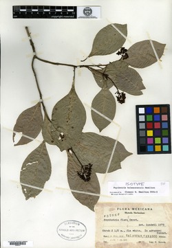 Psychotria balancanensis image