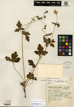 Geranium pinetorum image