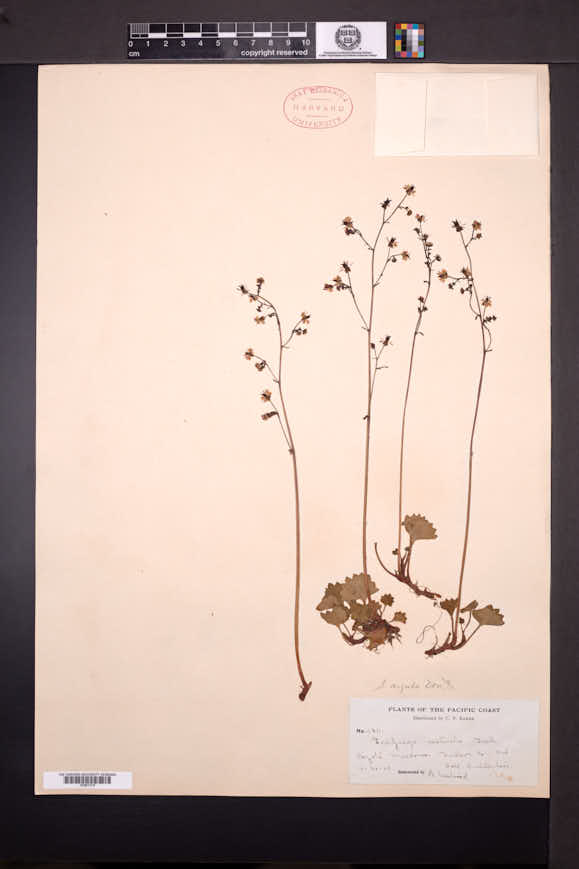 Micranthes nelsoniana var. nelsoniana image