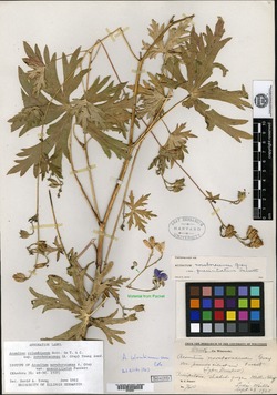 Aconitum noveboracense var. quasiciliatum image