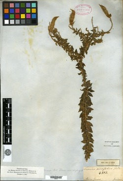 Lupinus parvifolius image