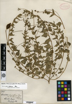 Gonolobus parviflorus var. brevicoronatus image