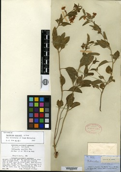 Clerodendrum coulteri image