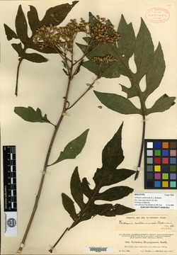 Verbesina myriocephala image