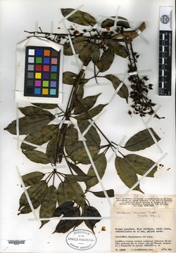Schefflera bejucosa image