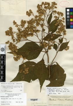 Montanoa tomentosa var. xanthifolia image