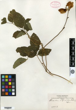Phaseolus vignoides image