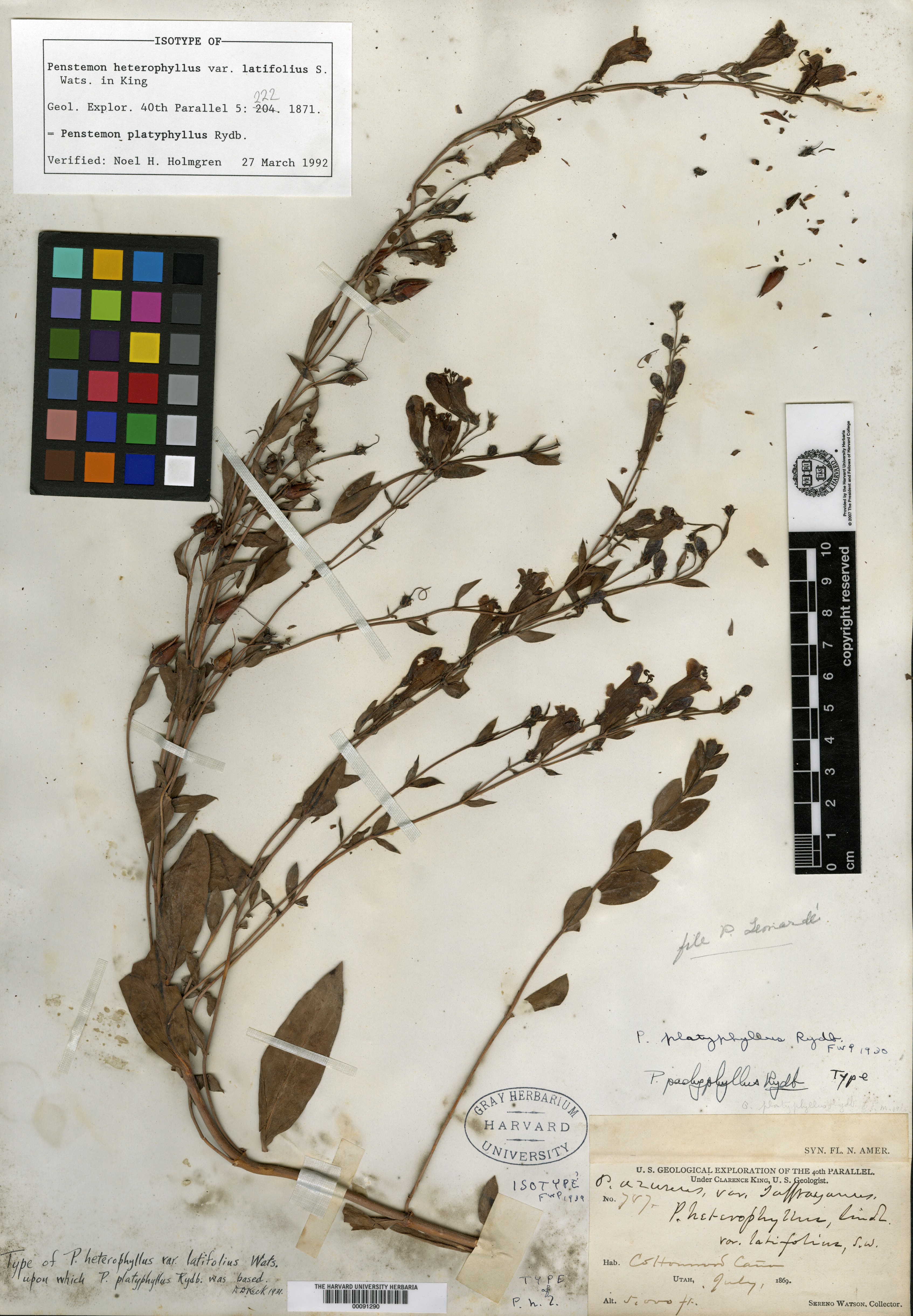 Penstemon heterophyllus var. latifolius image