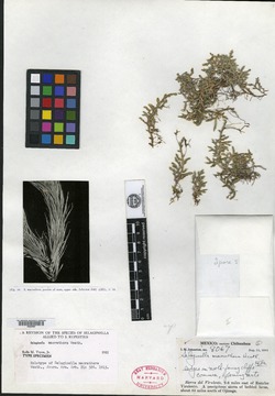 Selaginella macrathera image