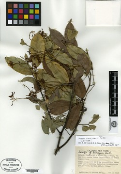 Swartzia guatemalensis image
