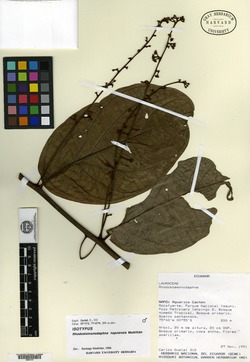 Rhodostemonodaphne napoensis image
