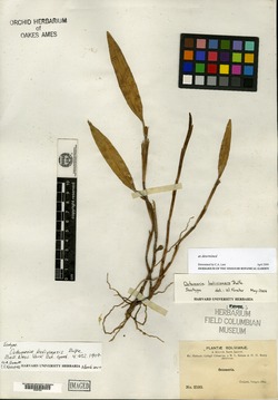 Octomeria boliviensis image