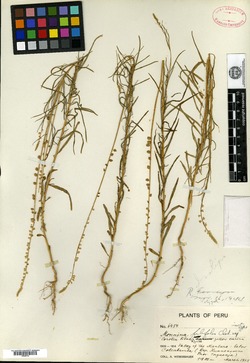 Monnina filifolia image