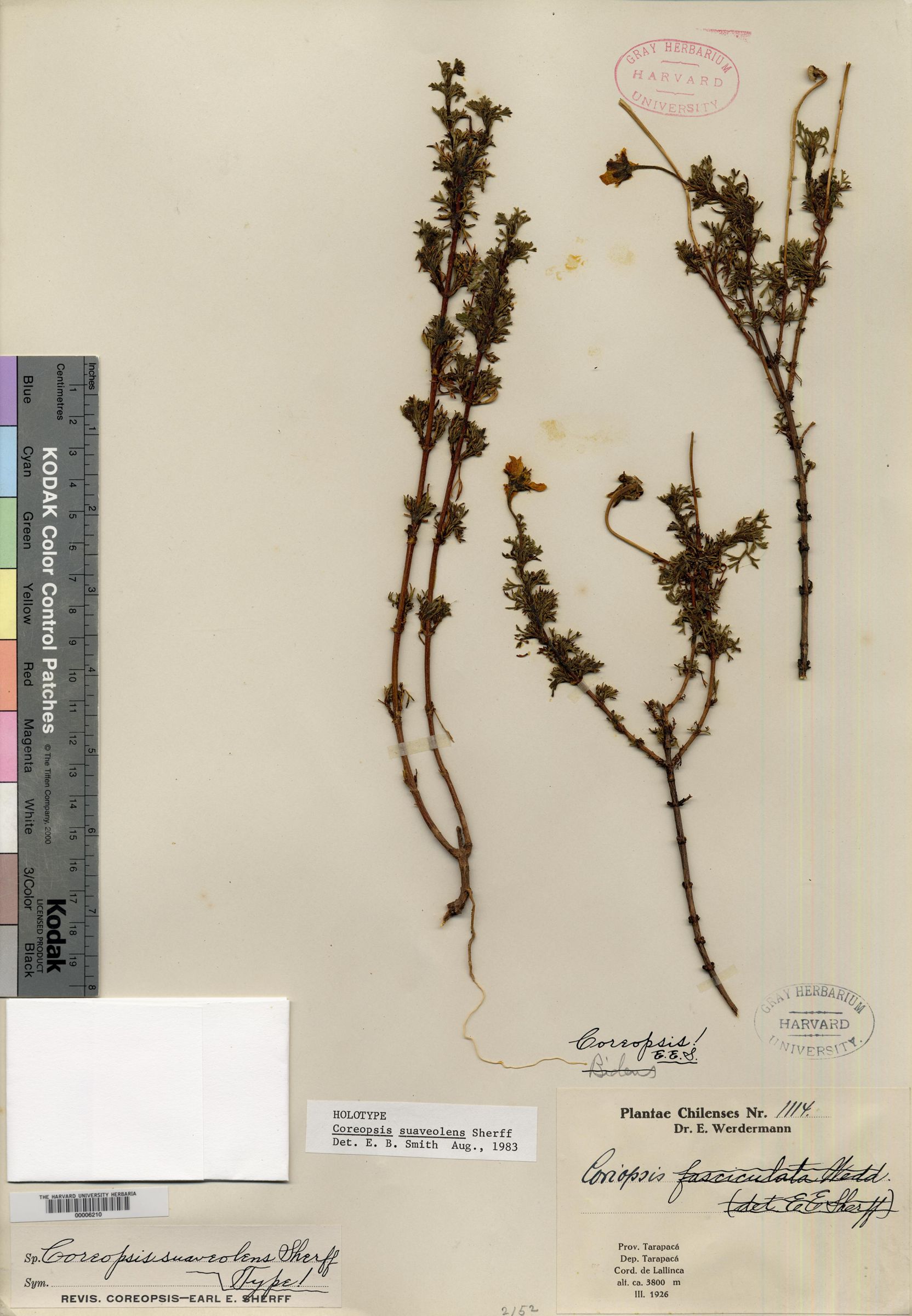 Coreopsis suaveolens image