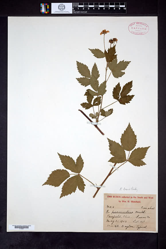 Rubus rosagnetis image