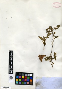 Bridgesia incisifolia image