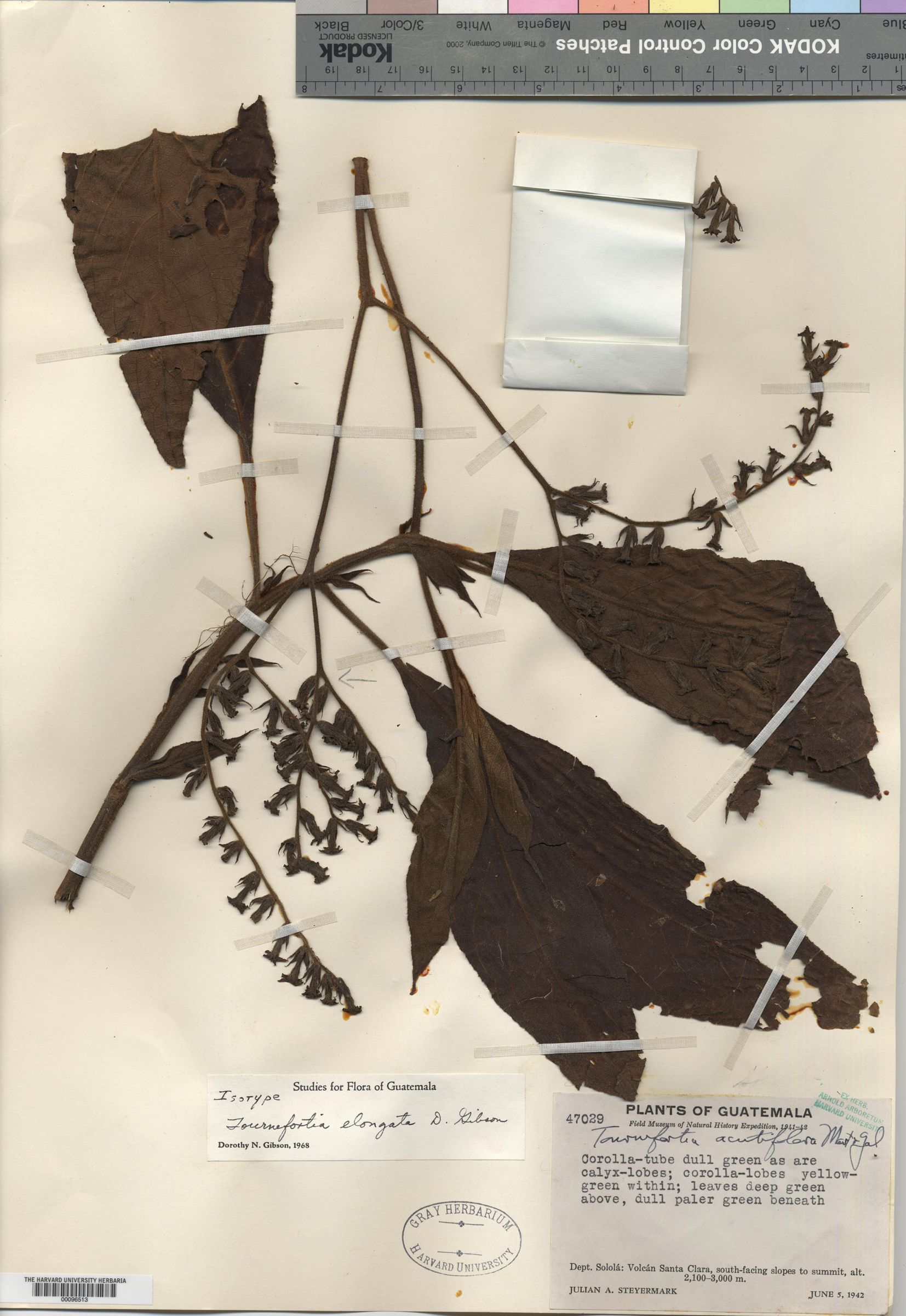 Tournefortia elongata image