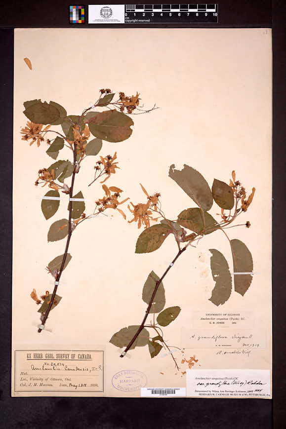 Amelanchier sanguinea var. grandiflora image