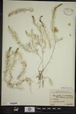 Myriophyllum humile image