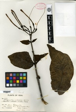 Psittacanthus subalatus image