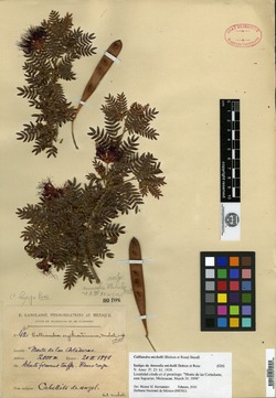 Calliandra bijuga image