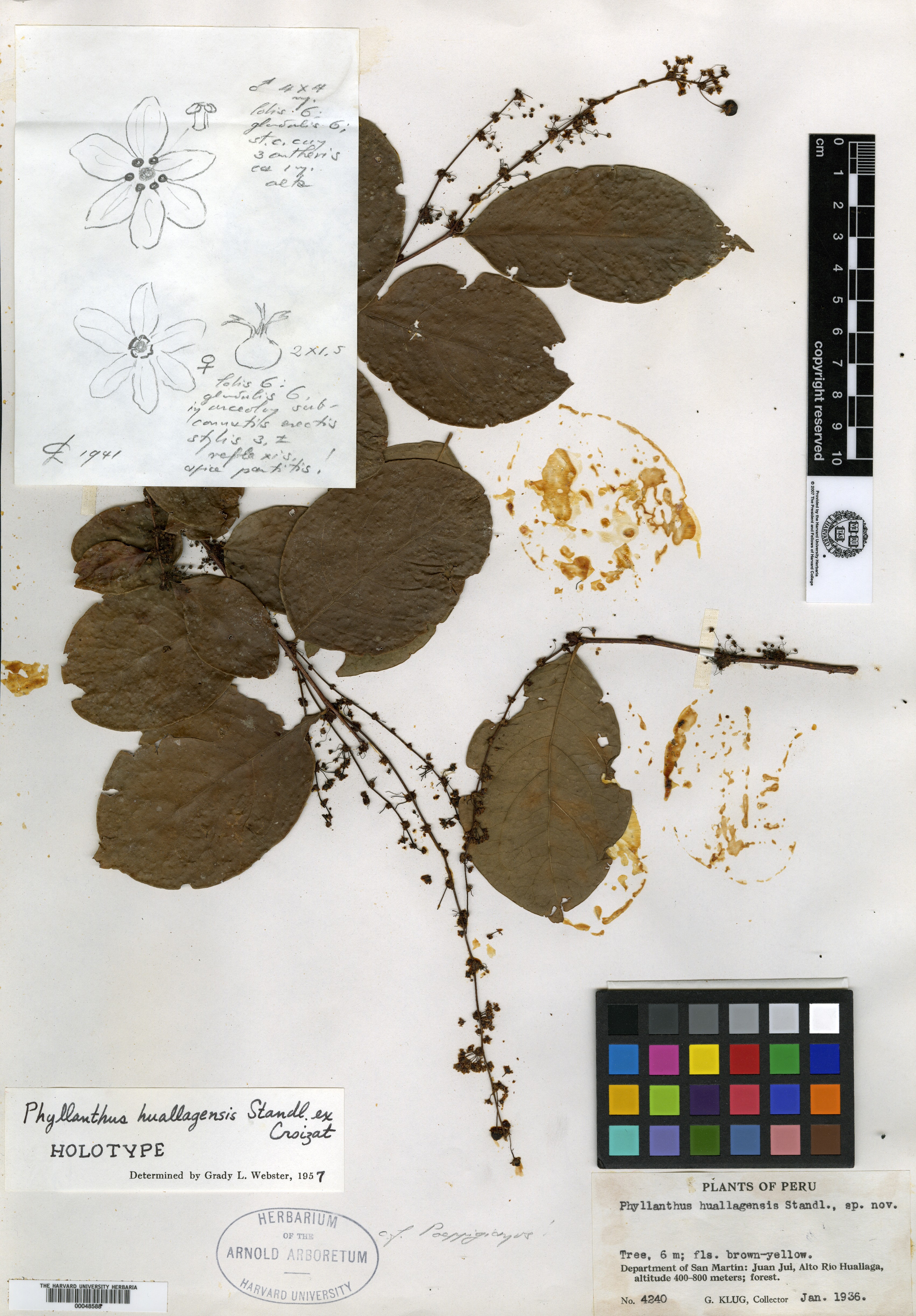 Phyllanthus huallagensis image