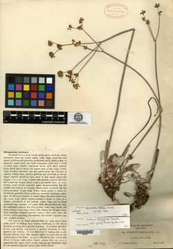 Eriogonum saxicola image