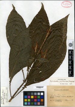 Aphelandra macrostachya image