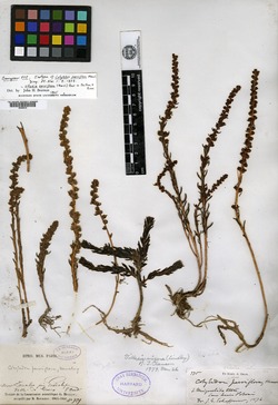 Cotyledon parviflora image