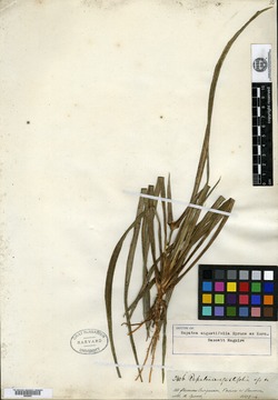 Rapatea angustifolia image