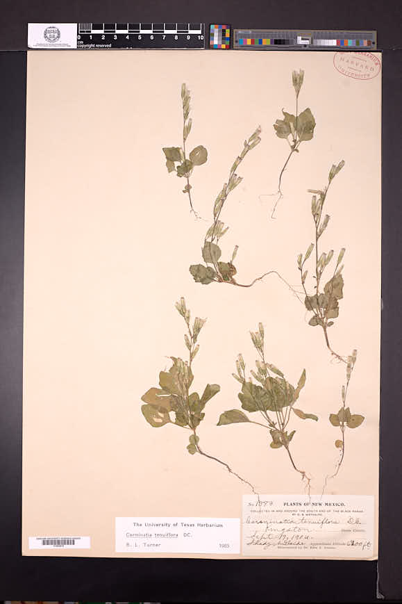 Carminatia tenuiflora image