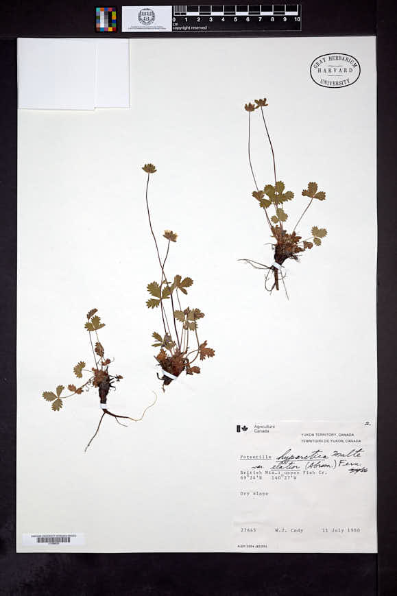 Potentilla hyparctica subsp. elatior image