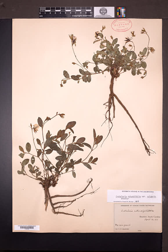 Crotalaria rotundifolia var. vulgaris image