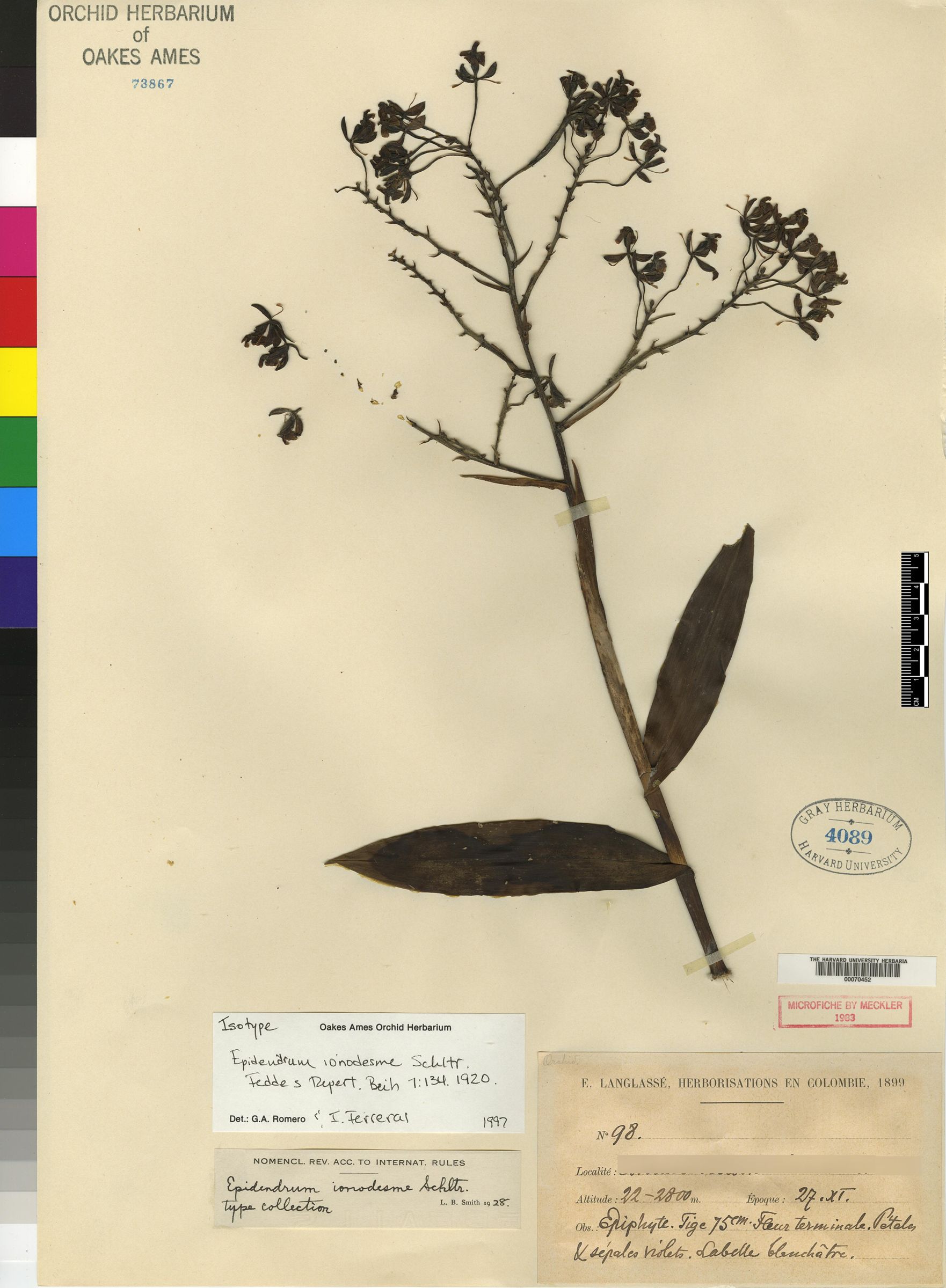 Epidendrum lacertinum image