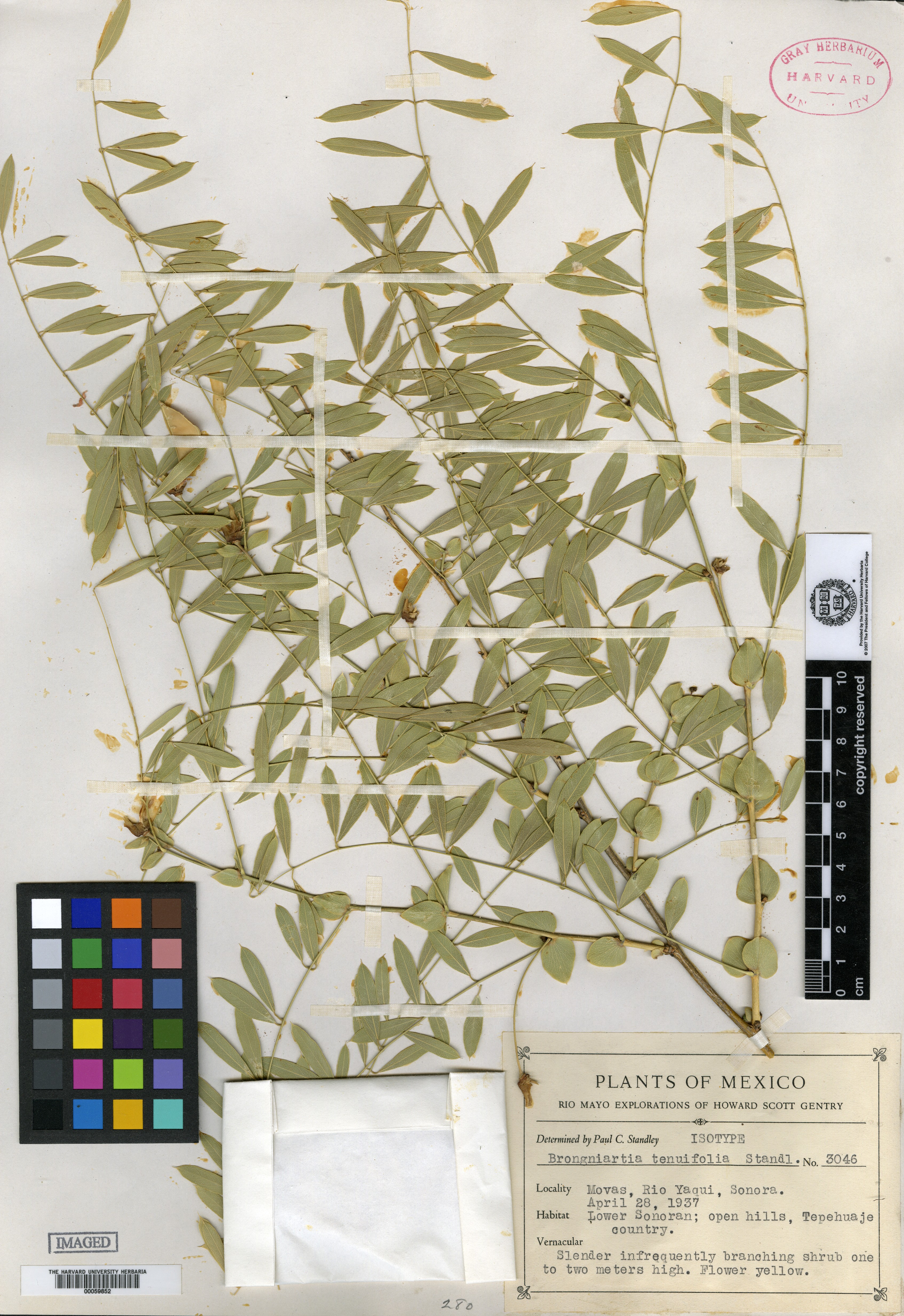 Brongniartia tenuifolia image
