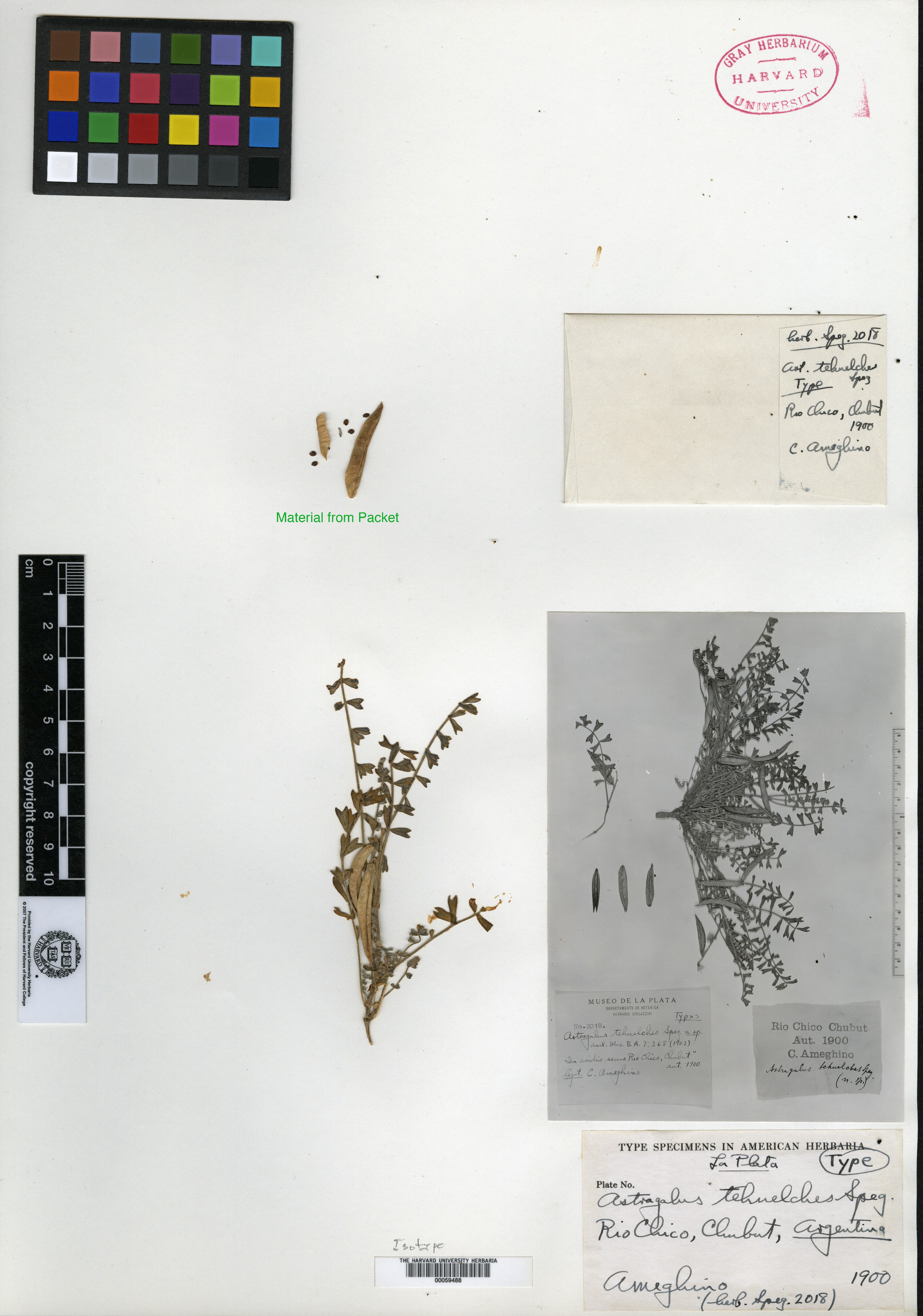 Astragalus nivalis image