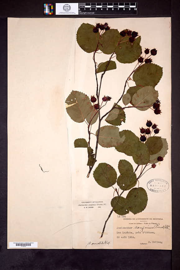 Amelanchier sanguinea var. grandiflora image