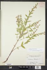 Scutellaria galericulata image