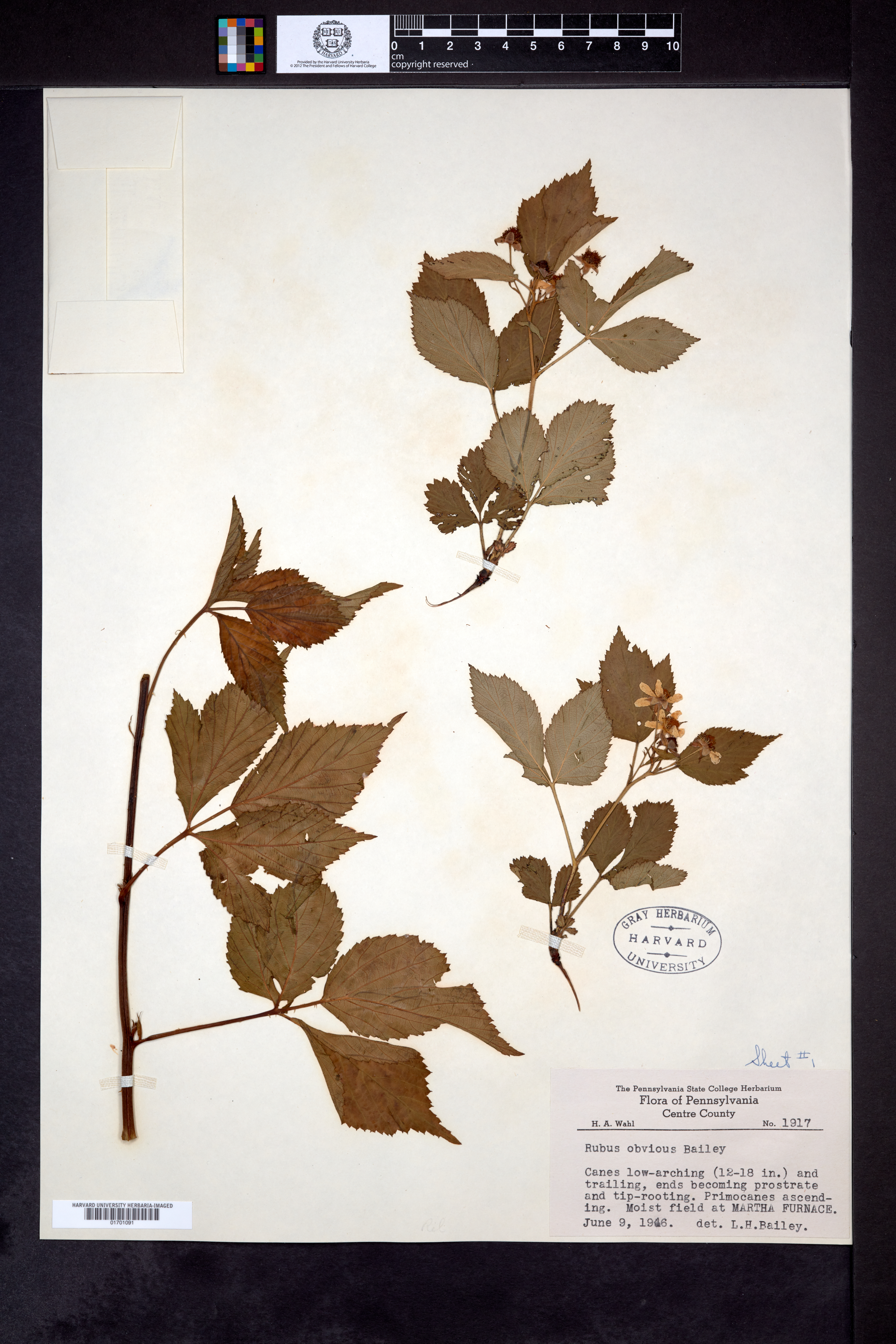 Rubus obvius image