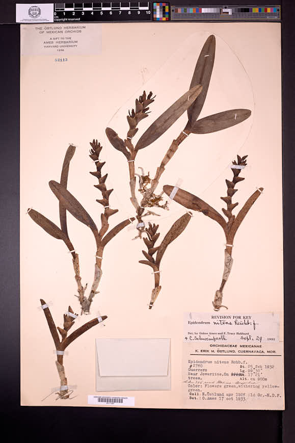 Epidendrum nitens image