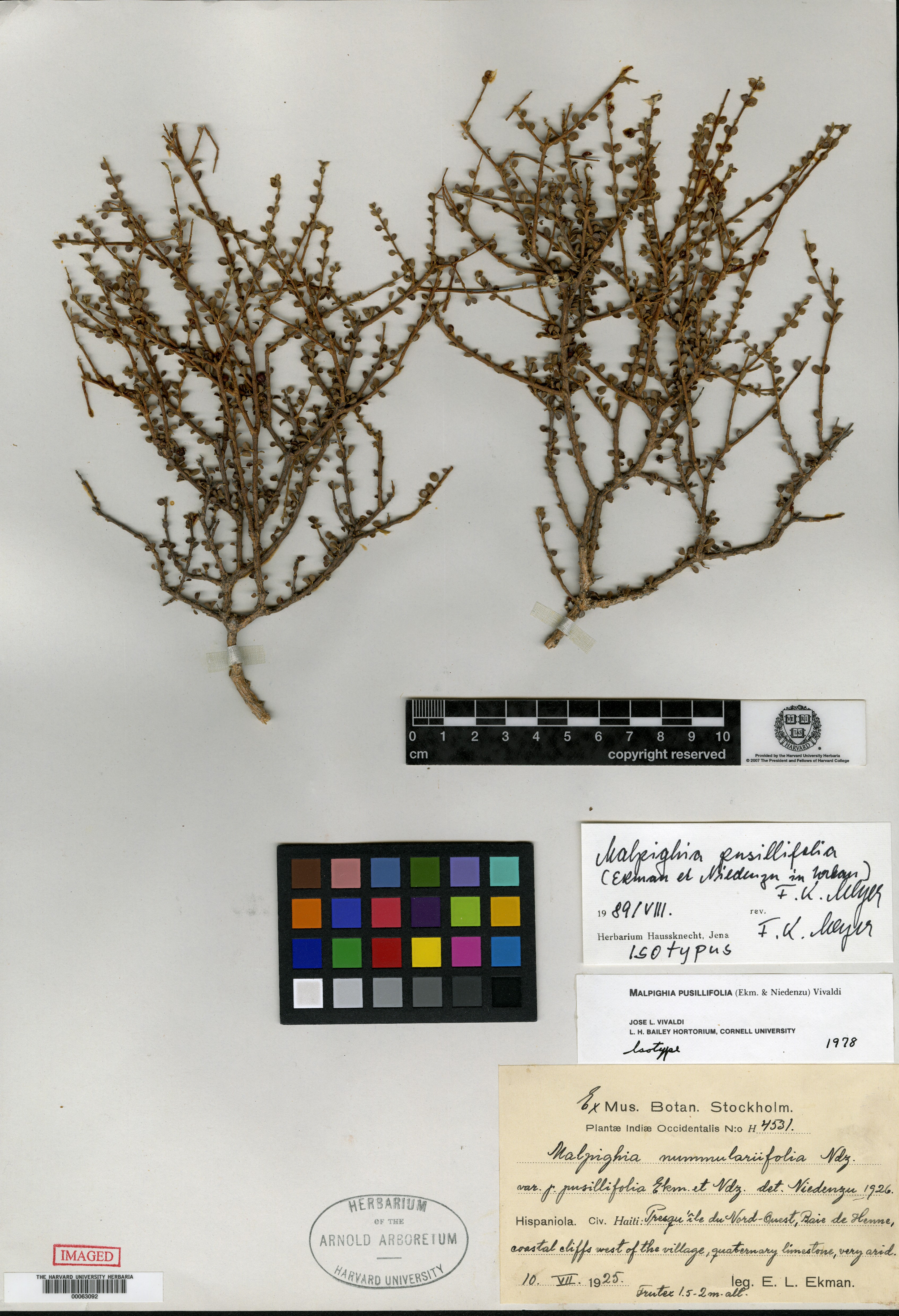 Malpighia pusillifolia image