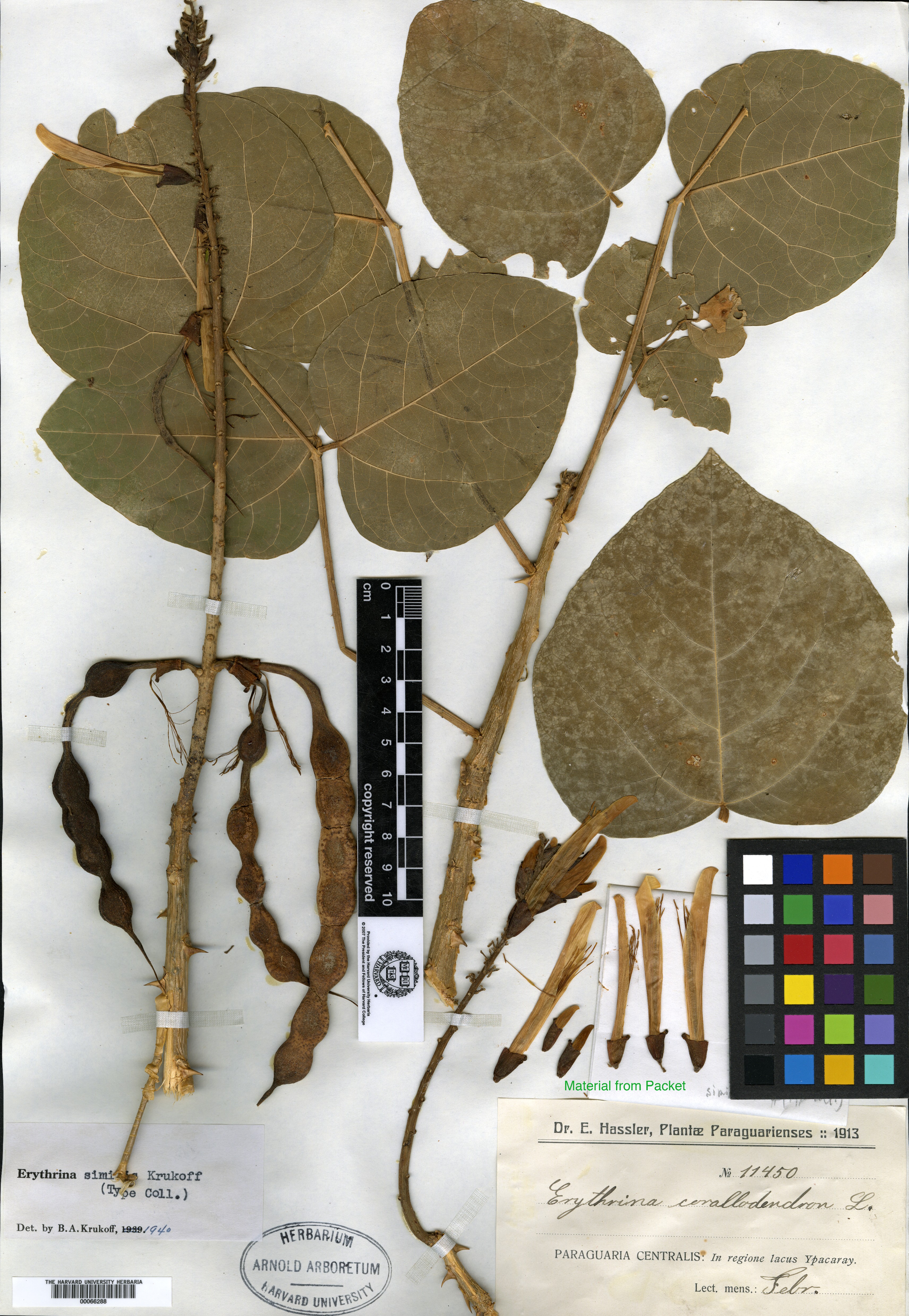 Erythrina similis image