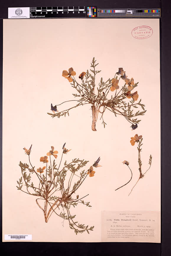 Viola chrysantha image