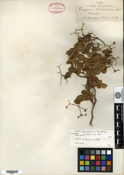 Eriogonum peninsulare image