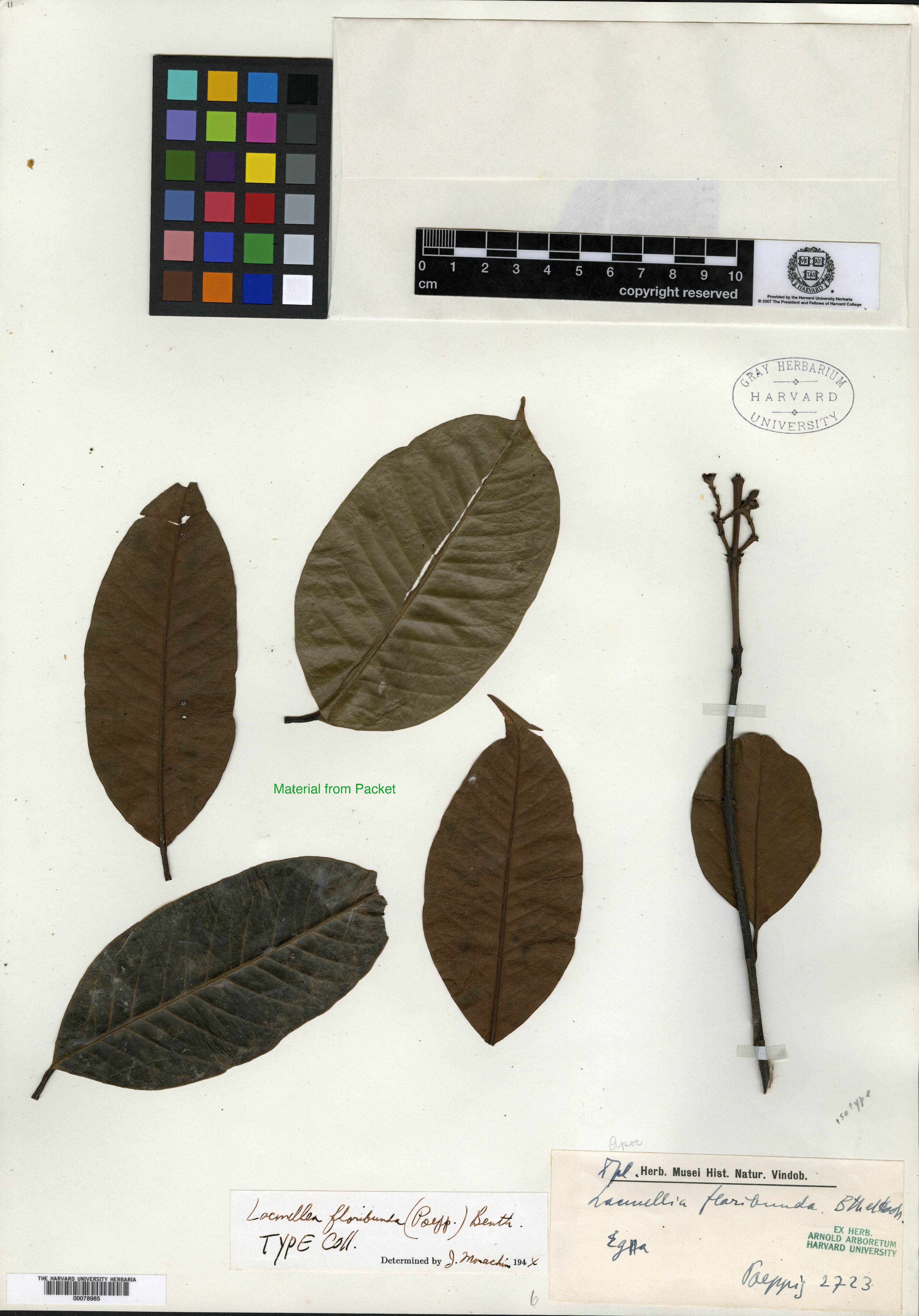 Hancornia floribunda image